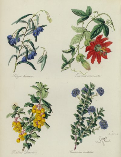 حديقة الزهور الإنجليزية: Sollya linearis, Tacsonia manicata, Berberis Darwinii, Ceanothus dentatus (لون ليثو) بواسطة مدرسة اللغة الإنجليزية