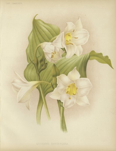 Eucharis sanderiana بواسطة مدرسة اللغة الإنجليزية