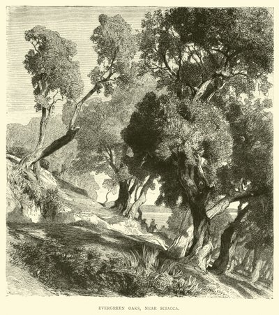 Evergreen Oaks ، بالقرب من Sciacca بواسطة مدرسة اللغة الإنجليزية