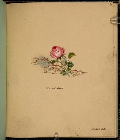 واو 61: وردة ، حياة وموت ، من "كتاب رسم بمشاهد من قصص تشارلز ديكنز" (قلم رصاص وألوان مائية على ورق) بواسطة مدرسة اللغة الإنجليزية