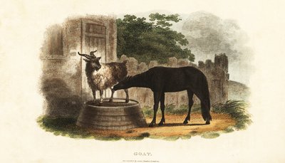 Female goat suckling a foal on a barrel بواسطة مدرسة اللغة الإنجليزية