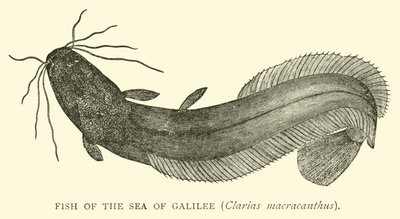 أسماك بحر الجليل Clarias macracanthus بواسطة مدرسة اللغة الإنجليزية