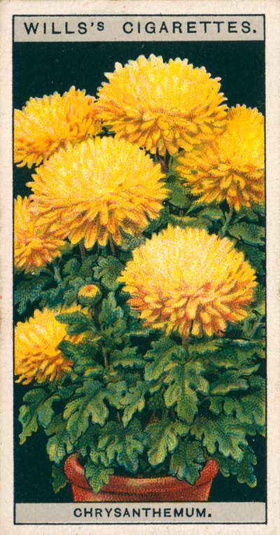 زراعة الزهور في أصص: الأقحوان القزم (كروموليثو) بواسطة مدرسة اللغة الإنجليزية