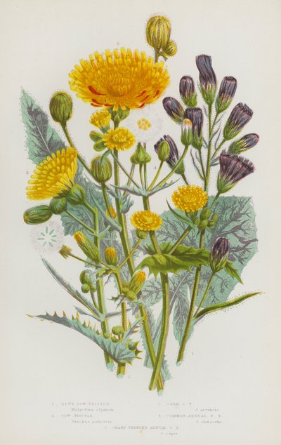Flowering Plants of Great Britain: Blue Sow-Thistle, Sow Thistle, Corn Sow Thistle, Common Annual Sow Thistle, Sharp Fringed Annual Sow Thistle (colour litho) بواسطة مدرسة اللغة الإنجليزية