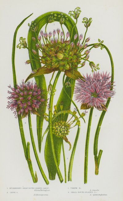 Flowering Plants of Great Britain: Bulbiferous Great Round Headed Garlic, Chive Garlic, Crow Garlic, Small Round Headed Garlic (colour litho) بواسطة مدرسة اللغة الإنجليزية