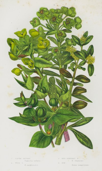 النباتات المزهرة في بريطانيا العظمى: Caper Spurge ، Wood Spurge ، Red Shrubby Spurge ، Box (color litho) بواسطة مدرسة اللغة الإنجليزية