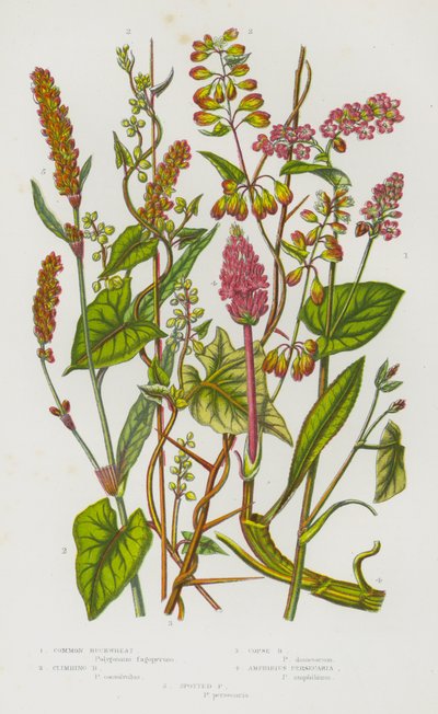 Flowering Plants of Great Britain: Common Buckwheat, Climbing Buckwheat, Copse Buckwheat, Amphibius Persecaria, Spotted Persecaria (colour litho) بواسطة مدرسة اللغة الإنجليزية