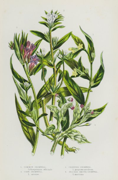 النباتات المزهرة في بريطانيا العظمى: Gromwell المشتركة ، Corn Gromwell ، الزاحف Gromwell ، Sea Side Smooth Gromwell (اللون الليثو) بواسطة مدرسة اللغة الإنجليزية