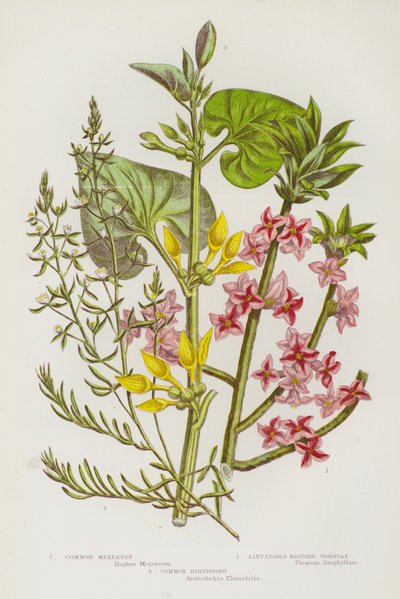 Flowering Plants of Great Britain: Common Mezereon, Lint-Leaved Bastard Toadflax, Common Birthwort (colour litho) بواسطة مدرسة اللغة الإنجليزية