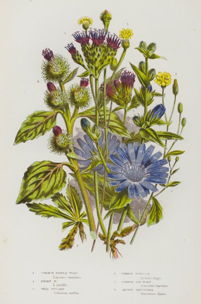 Flowering Plants of Great Britain: Common Nipple Wort, Dwarf Nipple Wort, Wild Succory, Common Burdock, Common Saw Wort, Alpine Saussurea (colour litho) بواسطة مدرسة اللغة الإنجليزية