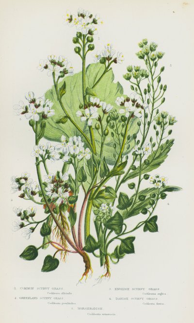Flowering Plants of Great Britain: Common Scurvy Grass, Greenland Scurvy Grass, English Scurvy Grass, Danish Scurvy Grass, Horseradish (colour litho) بواسطة مدرسة اللغة الإنجليزية