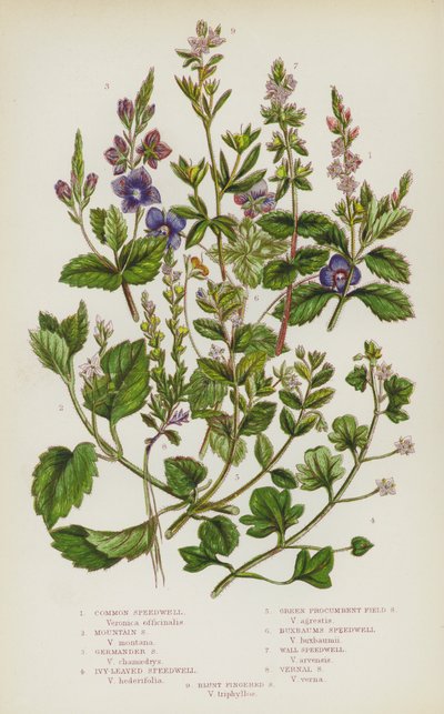 Flowering Plants of Great Britain: Common Speedwell, Mountain Speedwell, Germander Speedwell, Ivy-Leaved Speedwell, Green Procumbent Field Speedwell, Buxbaums Speedwell, Wall Speedwell, Vernal Speedwell, Blunt Fingered Speedwell (colour litho) بواسطة مدرسة اللغة الإنجليزية