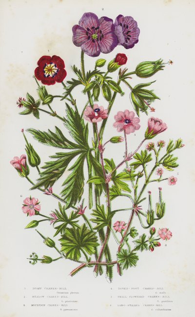 النباتات المزهرة في بريطانيا العظمى: Dusky Crane's-Bill ، و Meadow Crane's-Bill ، و Mountain Crane's-Bill ، و Doves-Foot Crane's-Bill ، و Small-Flowered Crane's-Bill ، و Long-Stalked Crane's-Bill (لون ليثو) بواسطة مدرسة اللغة الإنجليزية