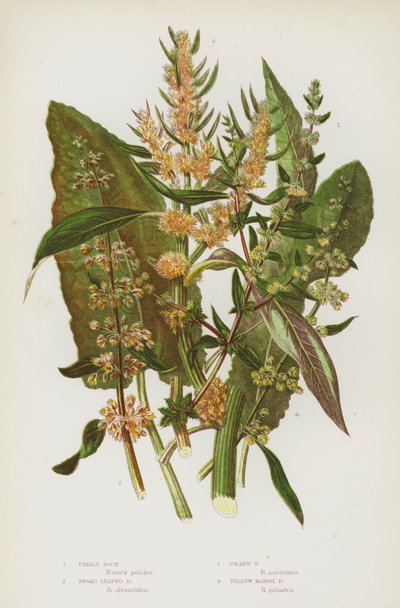 النباتات المزهرة في بريطانيا العظمى: Fiddle Dock ، Broad Leaved Dock ، Golden Dock ، Yellow Marsh Dock (color litho) بواسطة مدرسة اللغة الإنجليزية