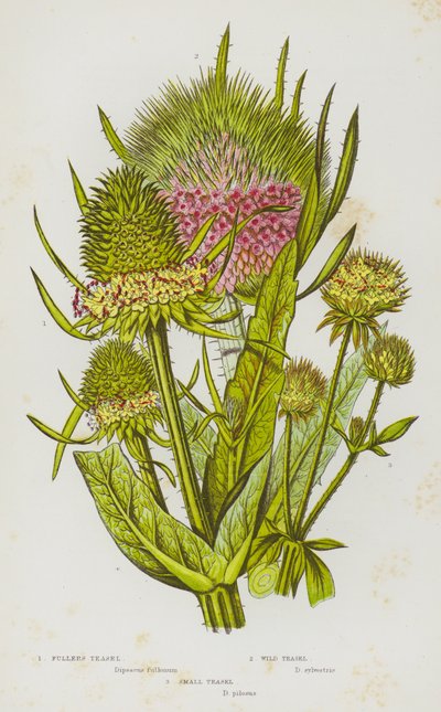 Flowering Plants of Great Britain: Fullers Teasel, Wild Teasel, Small Teasel (colour litho) بواسطة مدرسة اللغة الإنجليزية