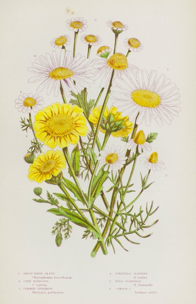 Flowering Plants of Great Britain: Great White Ox-Eye, Corn Marigold, Common Feverfew, Scentless Mayweed, Wild Chamomile, Common Chamomile (colour litho) بواسطة مدرسة اللغة الإنجليزية