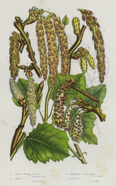 Flowering Plants of Great Britain: Great White Poplar, Grey Poplar, Trembling Poplar or Aspen, Black Poplar (colour litho) بواسطة مدرسة اللغة الإنجليزية