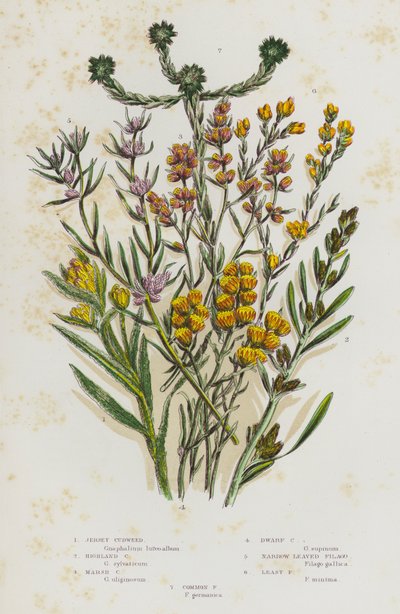 Flowering Plants of Great Britain: Jersey Cudweed, Highland Cudweed, Marsh Cudweed, Dwarf Cudweed, Narrow Leaved Filago, Least Filago, Common Filago (colour litho) بواسطة مدرسة اللغة الإنجليزية