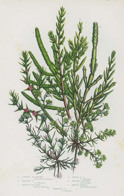 Flowering Plants of Great Britain: Joined Glasswort, Creeping Glasswort, Shrubby Sea Blite, Annual Sea Blite, Prickly Saltwort, Annual Knawel, Perennial Knawel (colour litho) بواسطة مدرسة اللغة الإنجليزية