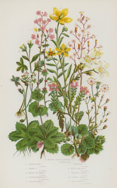 النباتات المزهرة في بريطانيا العظمى: Saxifrage على شكل الكلى ، London Pride ، Starry Saxifrage ، Alpine Clustered Saxifrage ، Purple Mountain Saxifrage ، Yellow Marsh Saxifrage ، Yellow Mountain Saxifrage ، White Meadow Saxifrage ، Drooping Bulbous Saxifra بواسطة مدرسة اللغة الإنجليزية