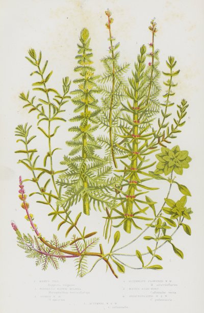 Flowering Plants of Great Britain: Mares Tall, Whorled Water Milfoil, Spiked Water Milfoil, Alternate Flowered Water Milfoil, Water Star-Wort, Pedunculated Water Star Wort, Autumnal Water Sort Wort (colour litho) بواسطة مدرسة اللغة الإنجليزية