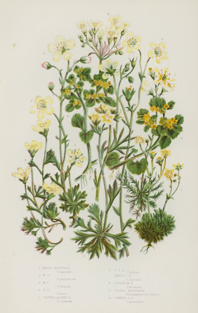 النباتات المزهرة في بريطانيا العظمى: Mossy Saxifrage ، Mossy Saxifrage ، Mossy Saxifrage ، Mossy Saxifrage ، Tufted Alpine Saxifrage ، Tufted Alpine Saxifrage ، Mossy Alpine Saxifrage ، Geranium Saxifrage ، Golden Saxifrage ، Common Golden Saxifrage (color بواسطة مدرسة اللغة الإنجليزية