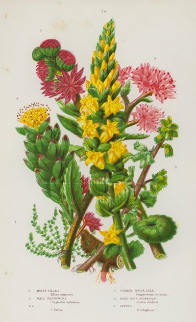 النباتات المزهرة في بريطانيا العظمى: Mossy Tillaea ، و Wall Pennywort ، و Wall Pennywort ، و Common House Leek ، و Rose-Root Stonecrop ، و Orpine (لون ليثو) بواسطة مدرسة اللغة الإنجليزية