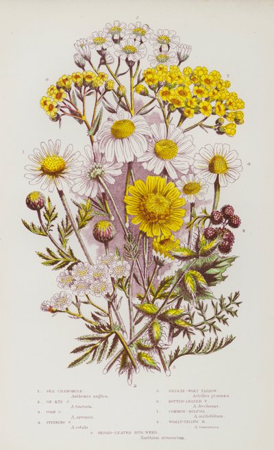 Flowering Plants of Great Britain: Sea Chamomile, Ox-Eye Chamomile, Corn Chamomile, Stinking Chamomile, Sneeze-Wort Yarrow, Dotted-Leaved Yarrow, Common-Milfoil, Woolly-Yellow Milfoil, Broad-Leaved Bur-Weed (colour litho) بواسطة مدرسة اللغة الإنجليزية