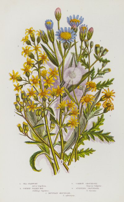 Flowering Plants of Great Britain: Sea Starwort, Common Golden Rod, Common Groundsel, Stinking Groundsel, Mountain Groundsel (colour litho) بواسطة مدرسة اللغة الإنجليزية