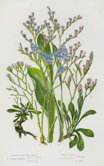Flowering Plants of Great Britain: Spreading Spiked Sea Lavender, Remote Flowered Sea Lavender, Upright Spiked Sea Lavender, Matted Thrift (colour litho) بواسطة مدرسة اللغة الإنجليزية