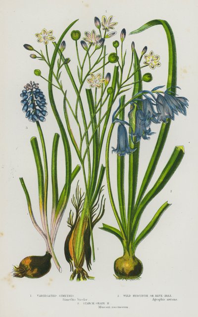 Flowering Plants of Great Britain: Variegated Simethis, Wild Hyacinth or Blue-Bell, Starch Grape Hyacinth (colour litho) بواسطة مدرسة اللغة الإنجليزية