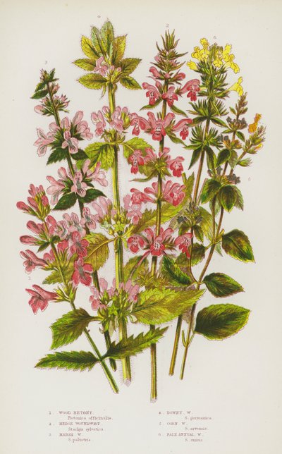 Flowering Plants of Great Britain: Wood Betony, Hedge Woundwort, Marsh Woundwort, Downy Woundwort, Corn Woundwort, Pale Annual Woundwort (colour litho) بواسطة مدرسة اللغة الإنجليزية