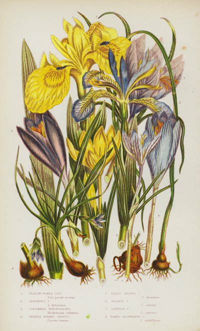 Flowering Plants of Great Britain: Yellow Water Iris, Stinking Iris, Columnas Trichonema, Purple Spring Crocus, Least Spring Crocus, Golden Crocus, Saffron Crocus, Naked-Flowering Crocus (colour litho) بواسطة مدرسة اللغة الإنجليزية
