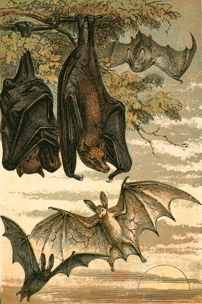 Flying Fox و Vampire Bat و Common Bat و Spectre Vampire بواسطة مدرسة اللغة الإنجليزية