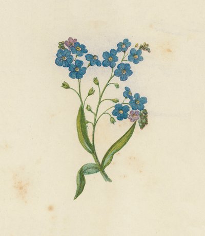 Forget-Me-Not ، Myosotis Palustris (لون ليثو) بواسطة مدرسة اللغة الإنجليزية