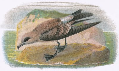 شوكة الذيل Petrel بواسطة مدرسة اللغة الإنجليزية