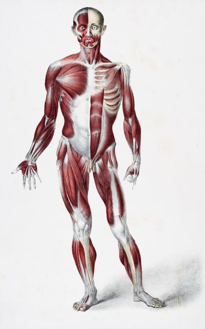 الجزء الأمامي من جسم الإنسان الذي يظهر عضلات عصبية وعظام ، من Vessels of the Human Body ، حرره جونز كوين وويليام ويلسون ، نشره تايلور وواتسون ، لندن في عام 1837 (لون ليث بواسطة مدرسة اللغة الإنجليزية