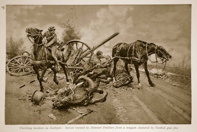 غاليبولي: الخيول التي أنقذها مونستر فيسيليرز من عربة مدمرة بنيران الأسلحة التركية ، 1914-1919 بواسطة مدرسة اللغة الإنجليزية