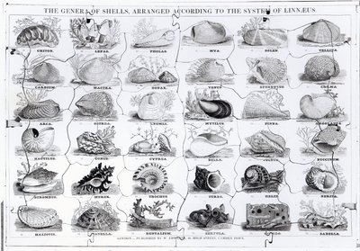Genera of Shells Jigsaw، pub. بواسطة دبليو إدواردز بواسطة مدرسة اللغة الإنجليزية