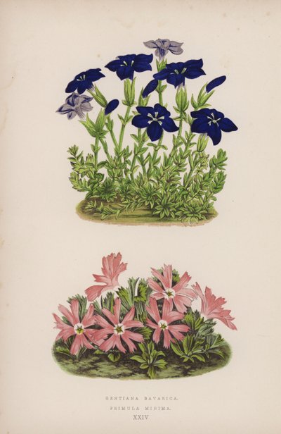 جينتيانا بافاريكا Primula Minima (لون litho) بواسطة مدرسة اللغة الإنجليزية