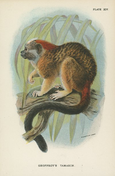 Geoffroys Tamarin بواسطة مدرسة اللغة الإنجليزية