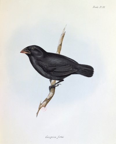 Geospiza Fortis ، رسم توضيحي من علم الحيوان لرحلة HMS Beagle ، 1832-1836 ، بقلم تشارلز داروين (1809-92) ، 1840 بواسطة مدرسة اللغة الإنجليزية