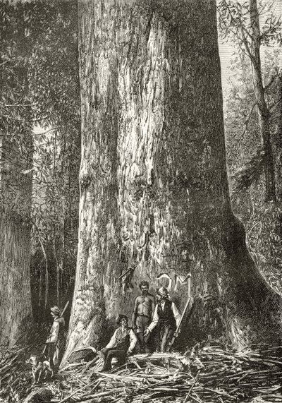 Giant Gum Tree ، c.1880 ، من "الصور الأسترالية" بقلم هوارد ويلوبي ، نشرتها جمعية المسالك الدينية ، لندن ، 1886 بواسطة مدرسة اللغة الإنجليزية