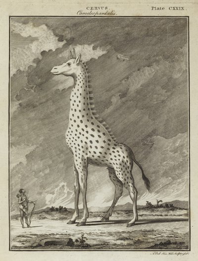 زرافة (Cervus camelopardalis) بواسطة مدرسة اللغة الإنجليزية