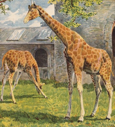 زرافات (طباعة حجرية ملونة) بواسطة مدرسة اللغة الإنجليزية