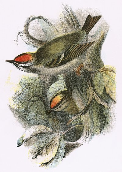 Goldcrest (سفلي) و Firecrest (علوي) بواسطة مدرسة اللغة الإنجليزية