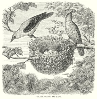 الأوريولز الذهبي (نقش) بواسطة مدرسة اللغة الإنجليزية