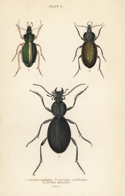 الخنفساء الذهبية المطحونة ، Carabus auratus 1 ، الخنفساء المطحونة ، Carabus clathratus 2 ، الخنفساء الكبيرة السوداء المطحونة ، Tefflus megerlei بواسطة مدرسة اللغة الإنجليزية