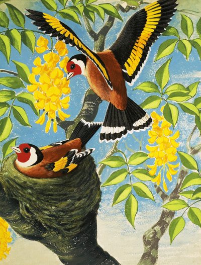طائر الحسون بواسطة مدرسة اللغة الإنجليزية