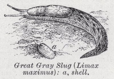 سبيكة رمادية كبيرة ، Limax Maximus (litho) بواسطة مدرسة اللغة الإنجليزية
